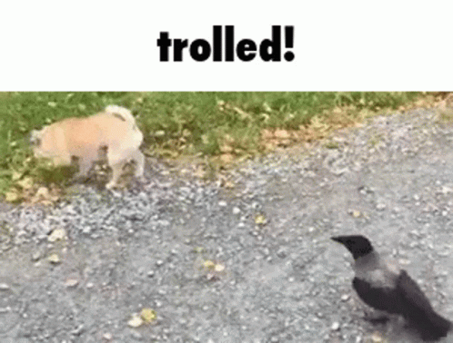 Troll Crow GIF - Troll Crow Dog GIFs
