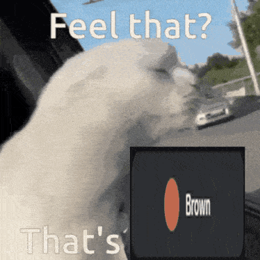 a white cat is looking out a window with the words feel that that 's brown