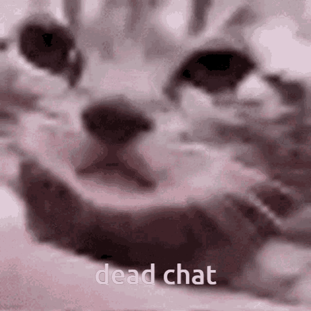 Dead Chat Sad Cat GIF