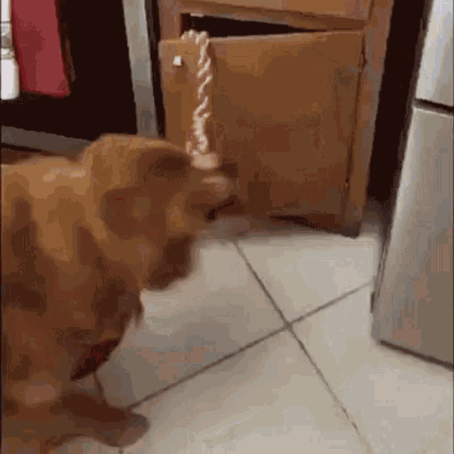 a dog is playing with a toy in front of a cabinet door .