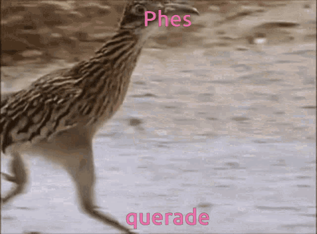 Road Runner Pheasants GIF - Road Runner Pheasants Uglypoe GIFs