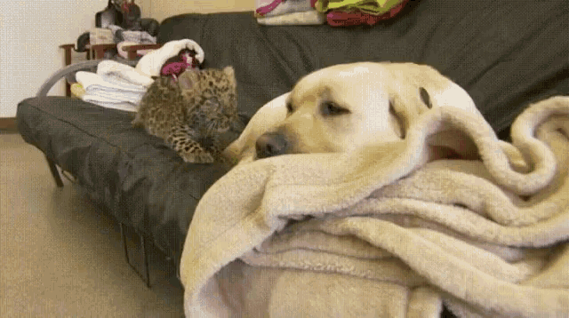 a dog is laying on a couch next to a leopard cub .