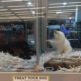 a puppy in a cage with a treat your dog sign