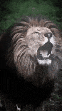 a close up of a lion 's face with its mouth open
