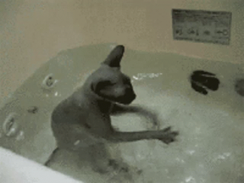 Cat Swimming GIF - Cat Swimming Bath GIFs