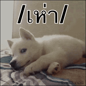 a white dog is laying on a blanket with the letters / a / on the top