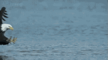 a bald eagle is standing in the water with its wings outstretched .