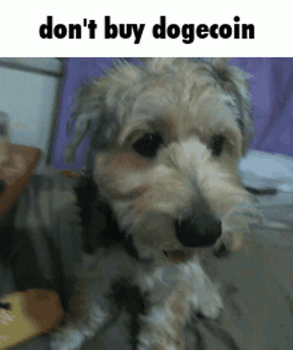 Dogecoin Happy Dog GIF - Dogecoin Doge Dog GIFs