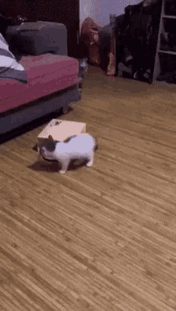 Cats Where Are You GIF - Cats Where Are You Hidden GIFs