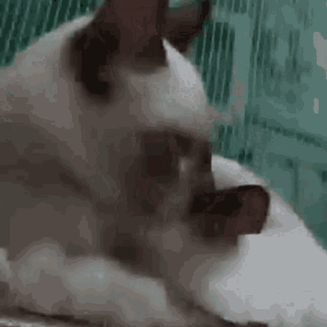 Cats Cats Love GIF - Cats Cats Love Goal GIFs