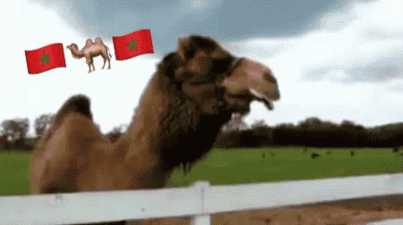 Camel Spit GIF - Camel Spit Wet GIFs