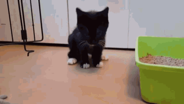 Cat Cat Vomit GIF - Cat Cat Vomit Vomiting GIFs