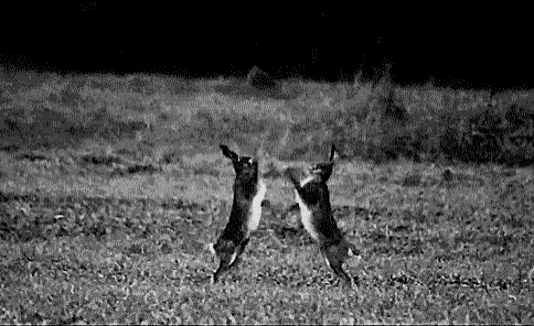 Hare Boxing GIF - Hare Boxing Animal Fights GIFs