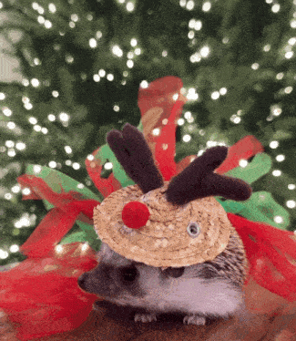 a hedgehog wearing a straw hat with antlers and a red nose in front of a christmas tree