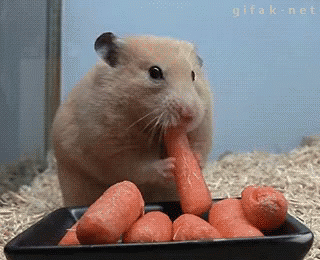 Me On A First Date  GIF - Eating Hamster Carrots GIFs