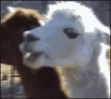 Llama Chew GIF - Llama Chew Stare GIFs