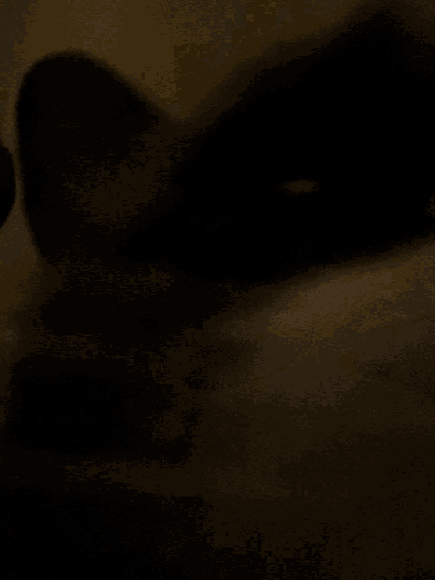a close up of a cat 's face with a blurred background