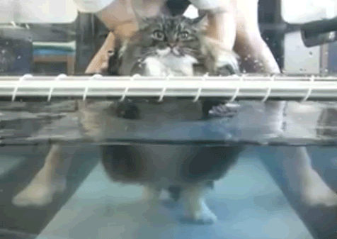 Gotta Get My Expurrcise GIF - Fat Cat Water GIFs