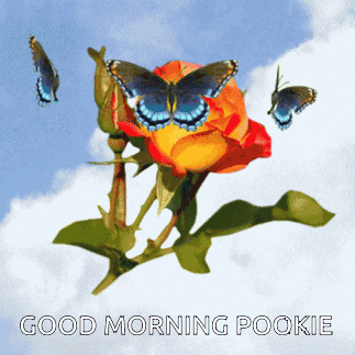 Good Morning Pookie Love GIF - Good Morning Pookie Good Morning Pookie GIFs