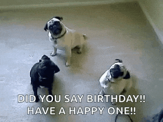 three pugs are standing next to each other on a carpet and saying `` did you say birthday ! ``