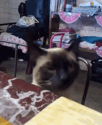 Cat Pet GIF - Cat Pet Curious GIFs