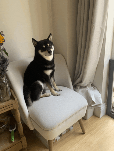 a black and white dog sitting on a chair