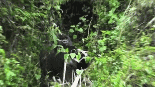 a gorilla is standing in a lush green forest surrounded by trees .