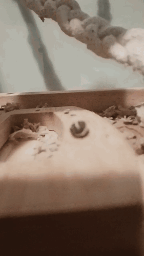 Mouse Mice GIF - Mouse Mice Pet Mouse GIFs