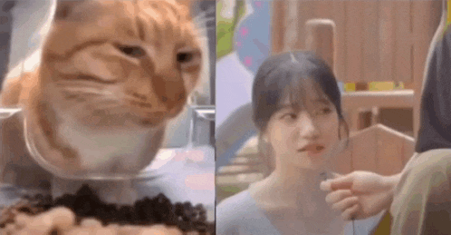 a cat is sitting on a table next to a woman .
