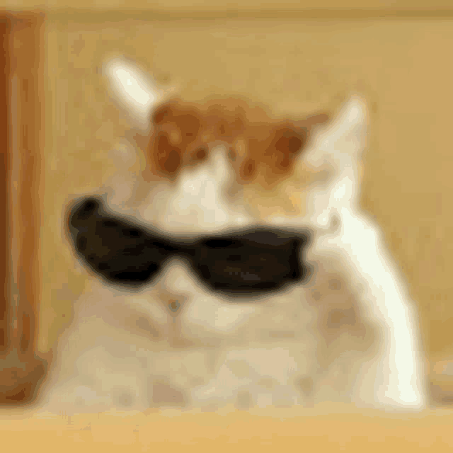 a white and brown cat wearing sunglasses is sitting on a table .