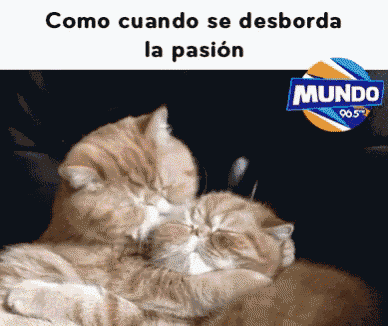 two cats are hugging each other with the words como cuando se desborda la pasión written above them