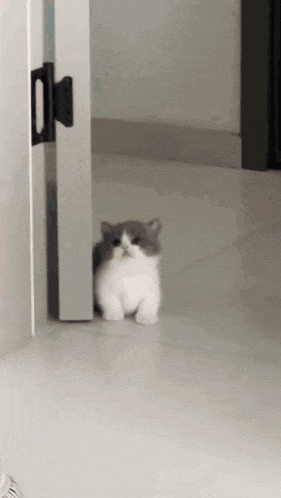 a gray and white cat is standing in a hallway next to a door .