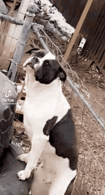a black and white dog is standing next to a tire and looking up .