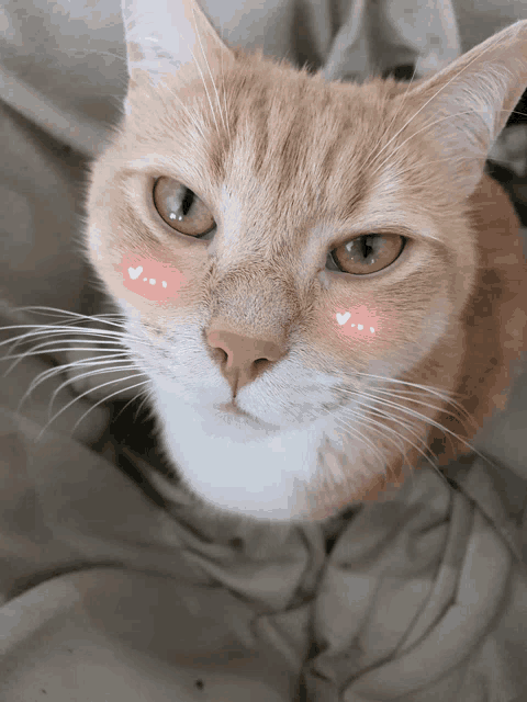 a close up of a cat 's face with white hearts on its cheeks