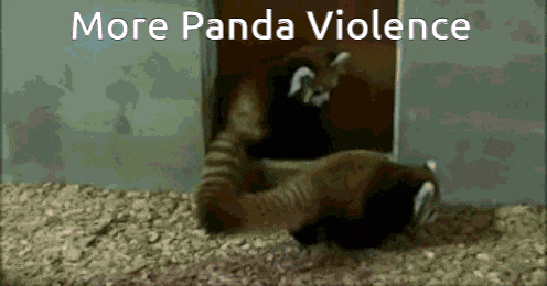 two red pandas are playing with each other and the words more panda violence are above them