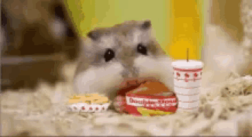 a hamster is eating a hamburger next to a candle and a bag of doughnuts .