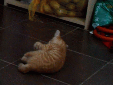 Jump, Jump, Jump Around GIF - Cat Kitten Panic GIFs