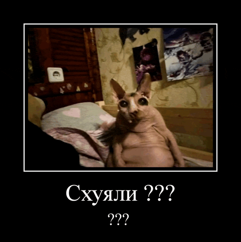 a picture of a hairless cat with the words cxyaji ?? on the bottom