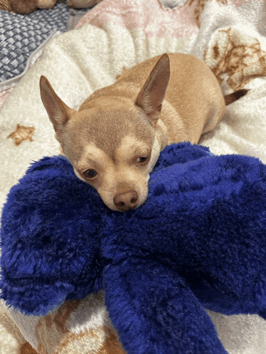 a small dog laying on a blanket with a blue stuffed animal