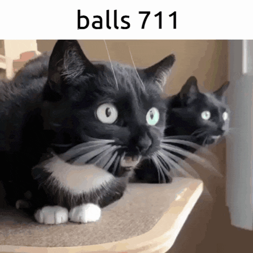 two black and white cats are sitting on a table and the caption says balls 771
