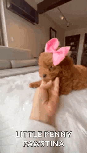 a poodle puppy wearing a pink bow is laying on a bed .