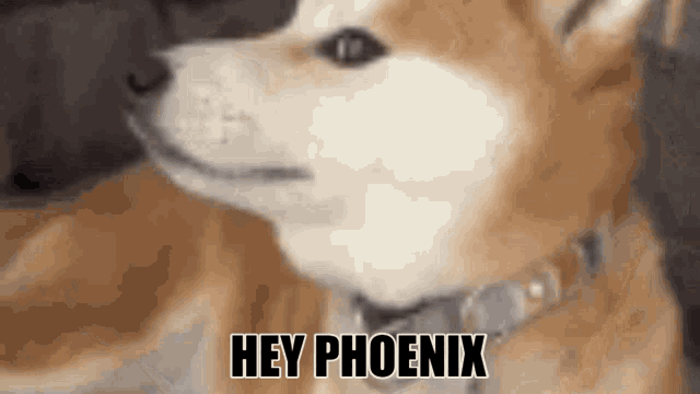 Hi Hiphoenix GIF - Hi Hiphoenix Phoenix GIFs