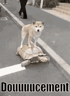 a dog is riding on the back of a turtle on a street .