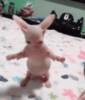 a small bunny rabbit is standing on a bed with its arms outstretched .