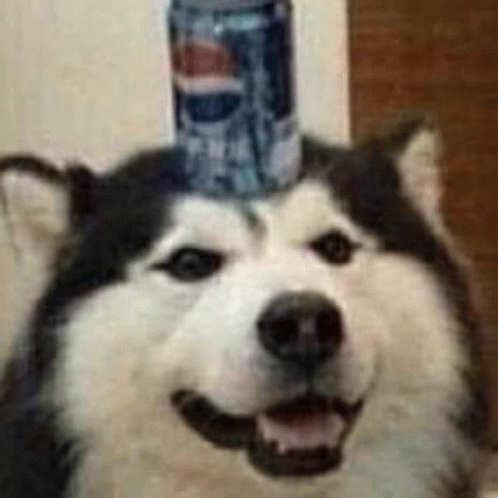 Candog Pepsi Dog GIF - Candog Pepsi Dog Candog Picture GIFs