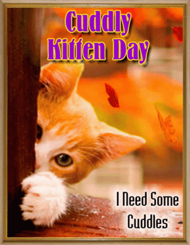 Cuddly Kitten Day I Need Some Cuddle GIF - Cuddly Kitten Day I Need Some Cuddle Cat GIFs