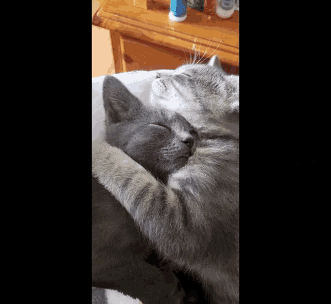 two cats are sleeping next to each other on a couch .