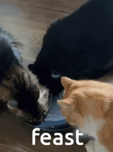 Cat Meow GIF - Cat Meow Food GIFs