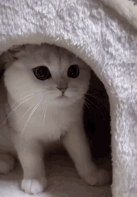 Cute Cat Cat GIF - Cute Cat Cat Cat Kiss GIFs