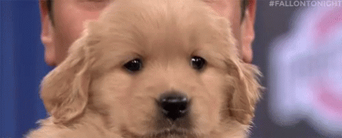 Puppy Wink Dogs GIF - Puppy Wink Dogs Cute GIFs